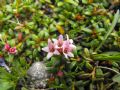 Kalmia procumbens